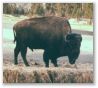 wyoming bison