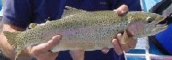 North Platte trout