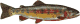 Species Fish Wyoming